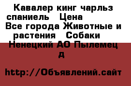 Кавалер кинг чарльз спаниель › Цена ­ 40 000 - Все города Животные и растения » Собаки   . Ненецкий АО,Пылемец д.